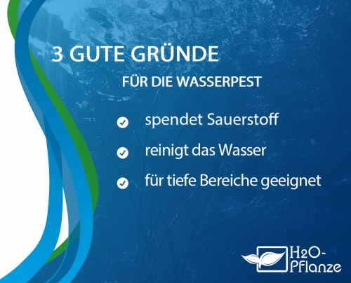 Elodea canadensis - Wasserpest